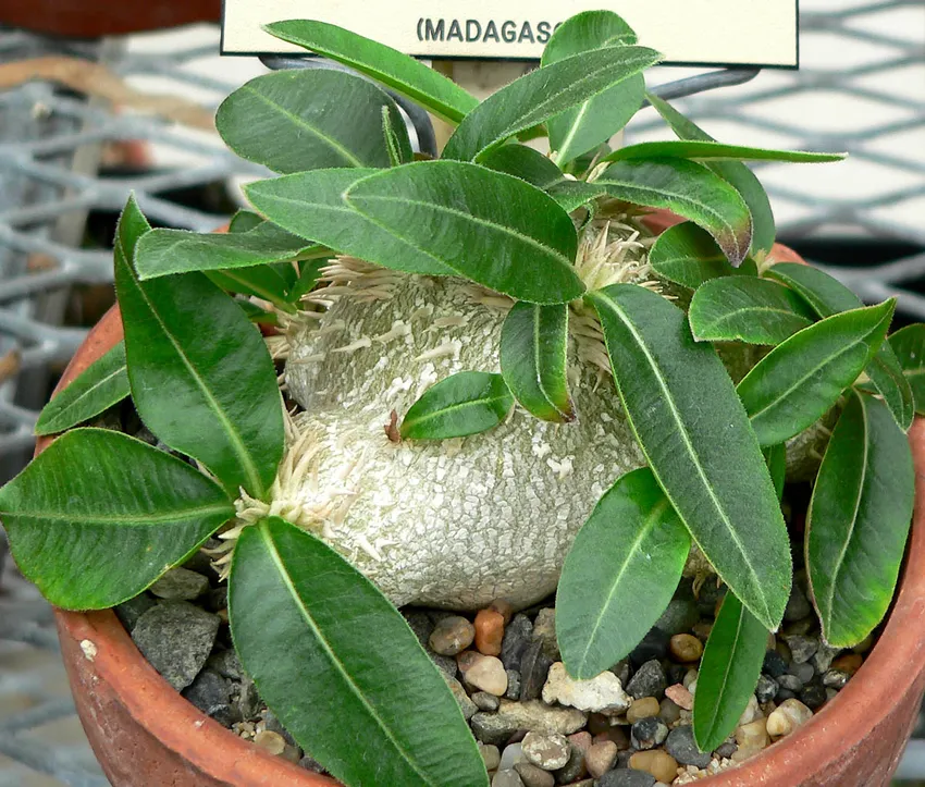 pachypodium brevicaule plant showing characteristic features