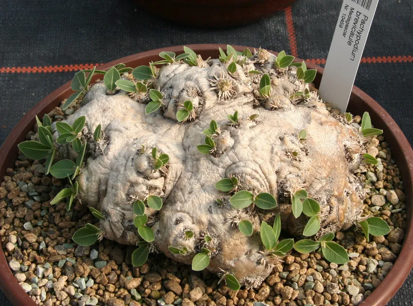 pachypodium brevicaule plant showing characteristic features