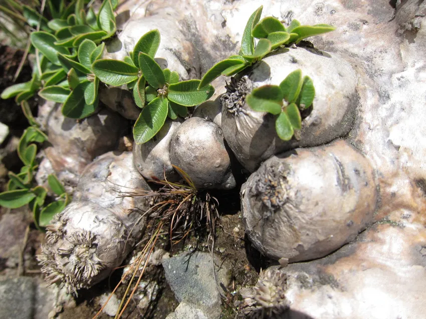 pachypodium brevicaule plant showing characteristic features