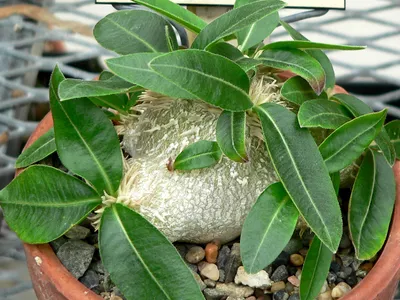 thumbnail pachypodium brevicaule