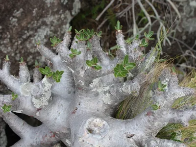 thumbnail pachypodium densiflorum
