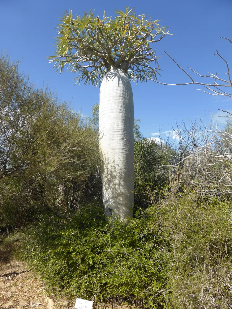 pachypodium geayi plant showing characteristic features