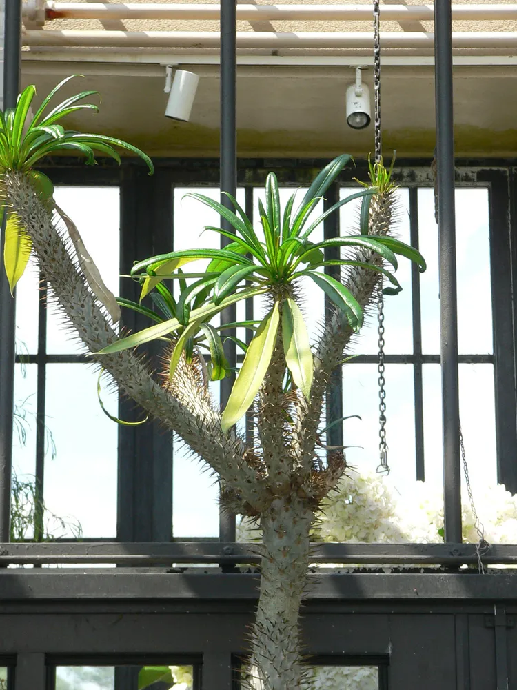pachypodium geayi plant showing characteristic features