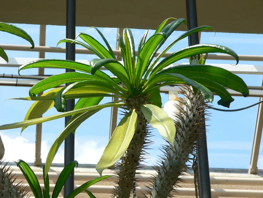 pachypodium geayi plant showing characteristic features