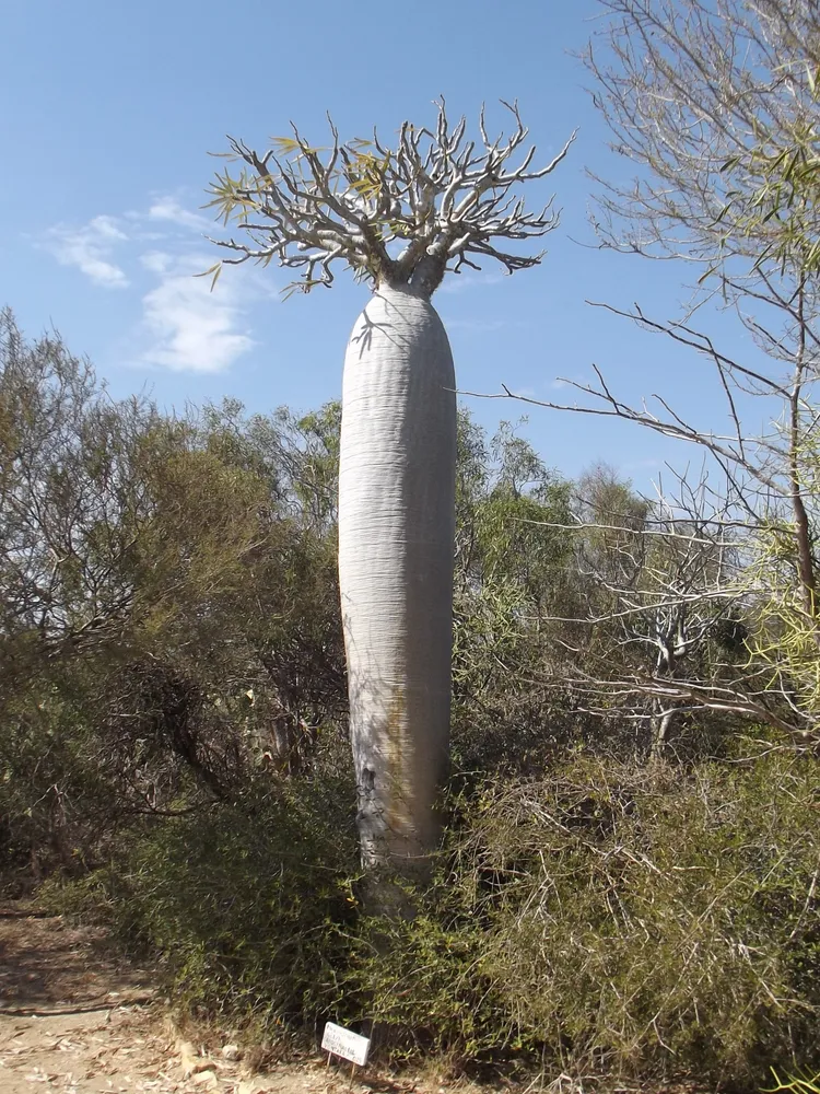 pachypodium geayi plant showing characteristic features