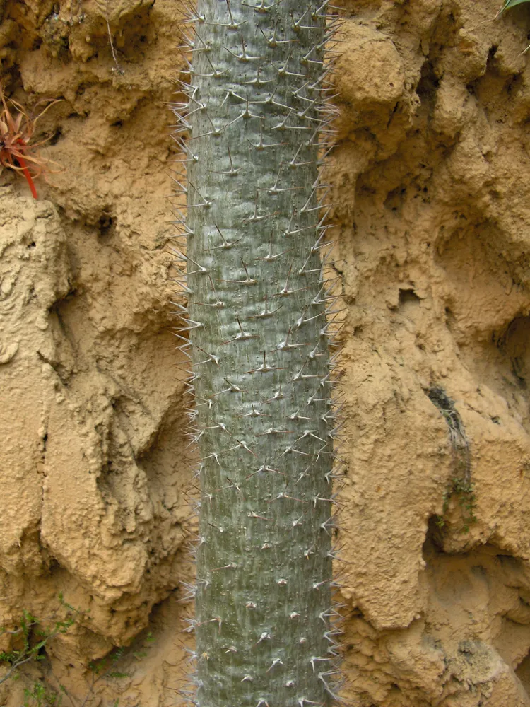 pachypodium geayi plant showing characteristic features