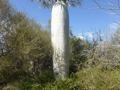 thumbnail pachypodium geayi