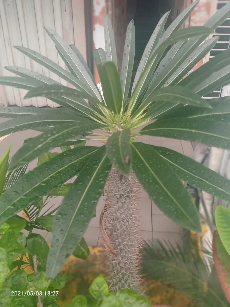 pachypodium rutenbergianum plant showing characteristic features