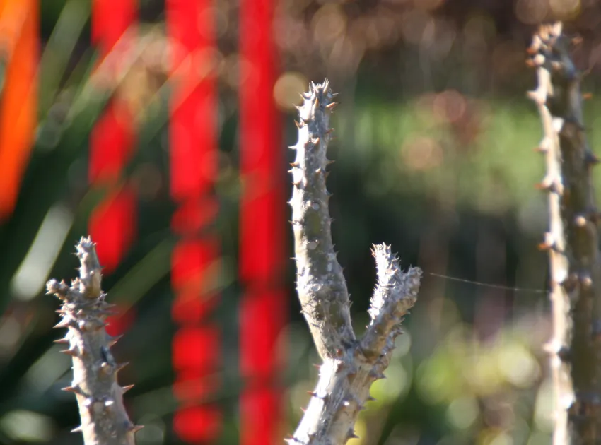 pachypodium rutenbergianum plant showing characteristic features