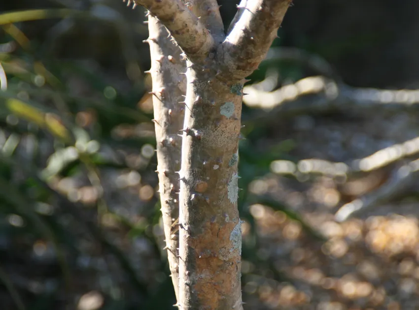 pachypodium rutenbergianum plant showing characteristic features