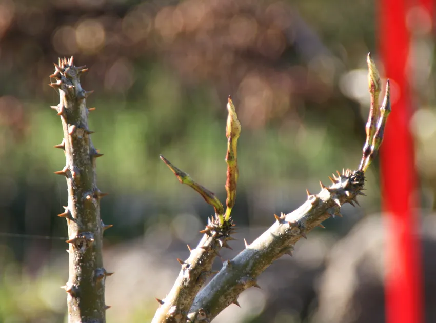 pachypodium rutenbergianum plant showing characteristic features
