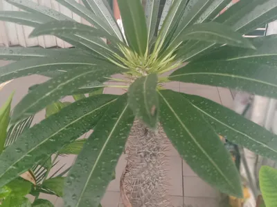 thumbnail pachypodium rutenbergianum
