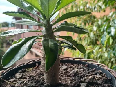 thumbnail pachypodium saundersii