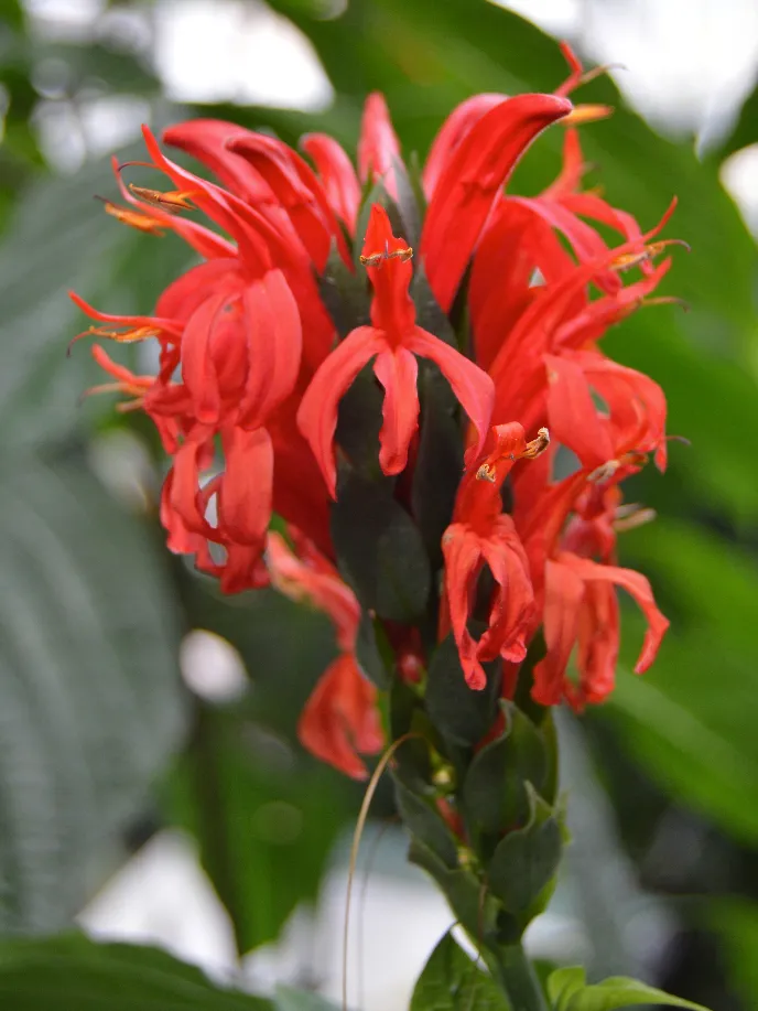 Plante pachystachys coccinea montrant ses caractéristiques typiques