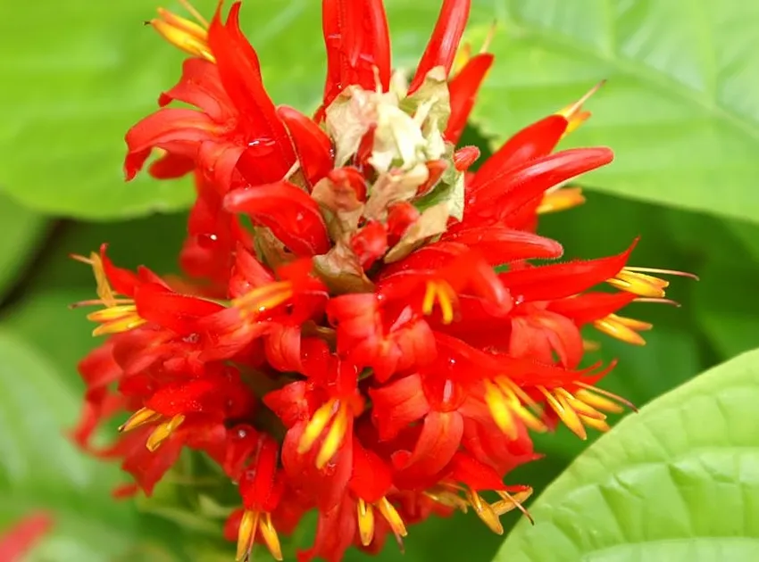 Plante pachystachys coccinea montrant ses caractéristiques typiques