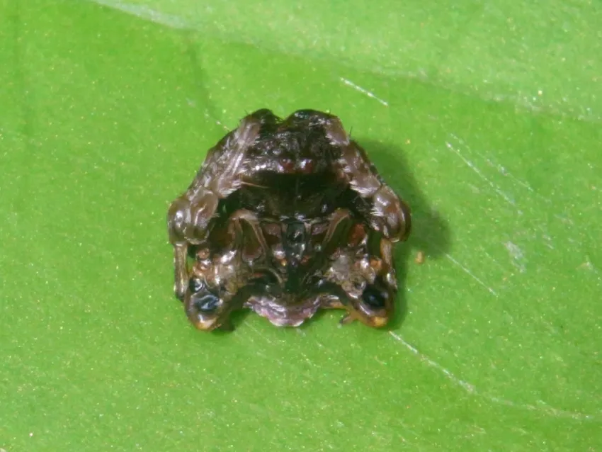 Plante pachystachys coccinea montrant ses caractéristiques typiques