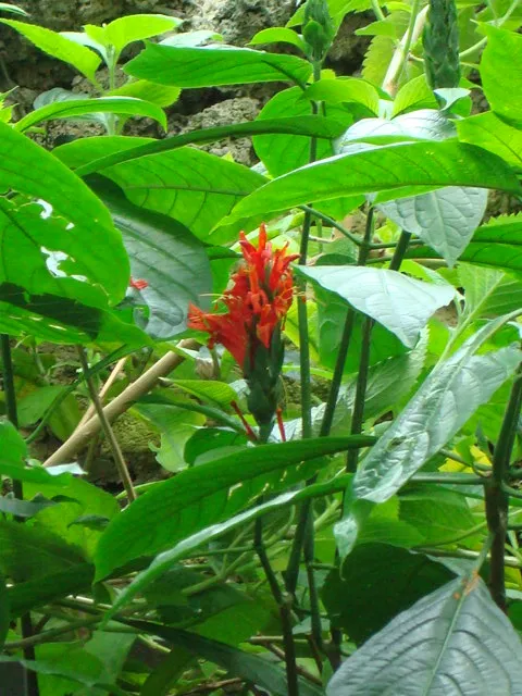 Plante pachystachys coccinea montrant ses caractéristiques typiques