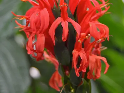 Image miniature pachystachys coccinea