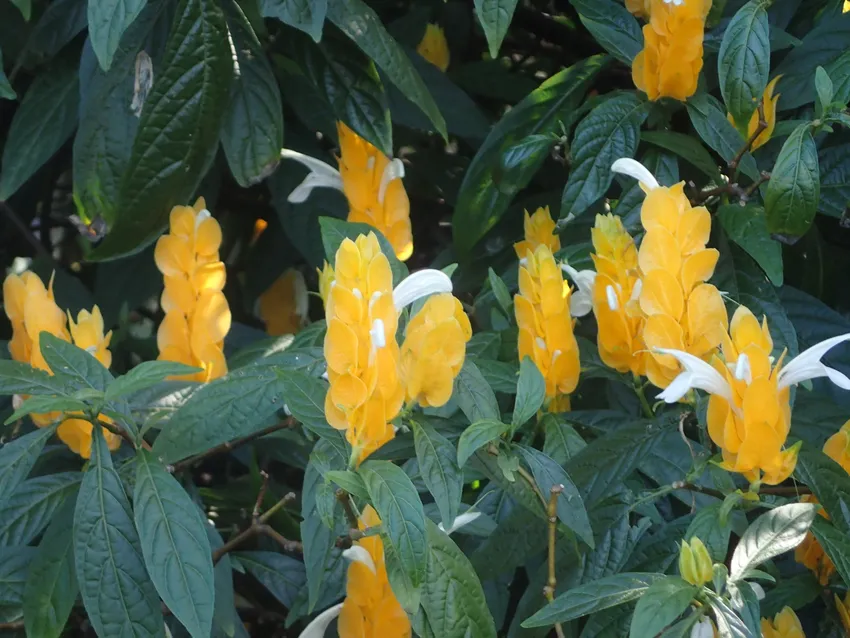 Plante pachystachys lutea montrant ses caractéristiques typiques