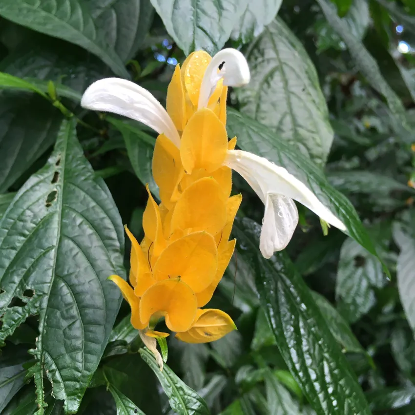 Plante pachystachys lutea montrant ses caractéristiques typiques