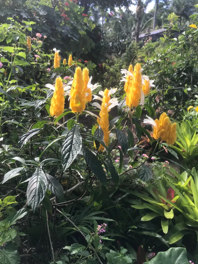 Plante pachystachys lutea montrant ses caractéristiques typiques