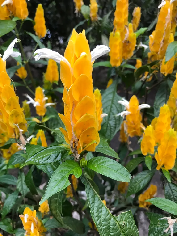 Plante pachystachys lutea montrant ses caractéristiques typiques