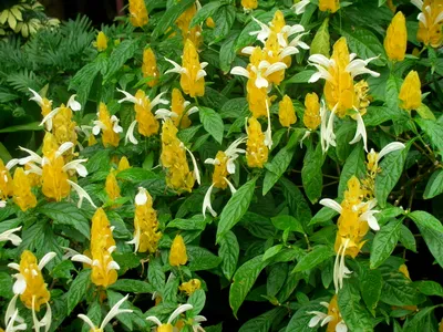 Image miniature pachystachys lutea