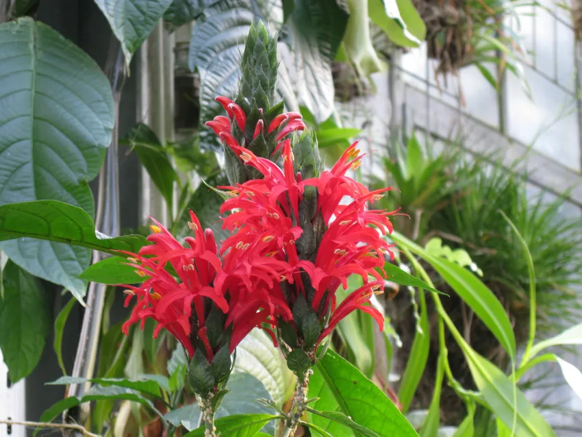 Plante pachystachys spicata montrant ses caractéristiques typiques