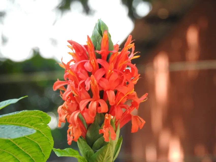 Plante pachystachys spicata montrant ses caractéristiques typiques