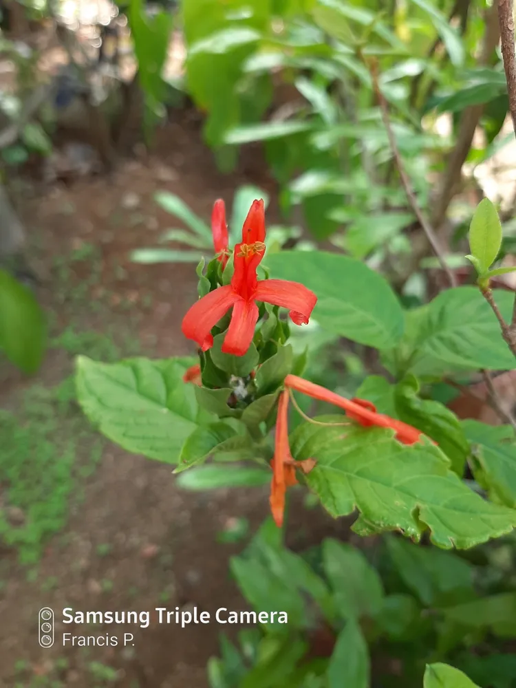 Plante pachystachys spicata montrant ses caractéristiques typiques