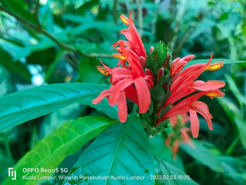 Plante pachystachys spicata montrant ses caractéristiques typiques