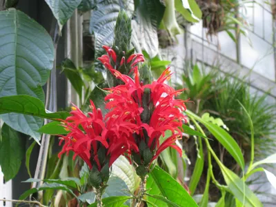 Image miniature pachystachys spicata