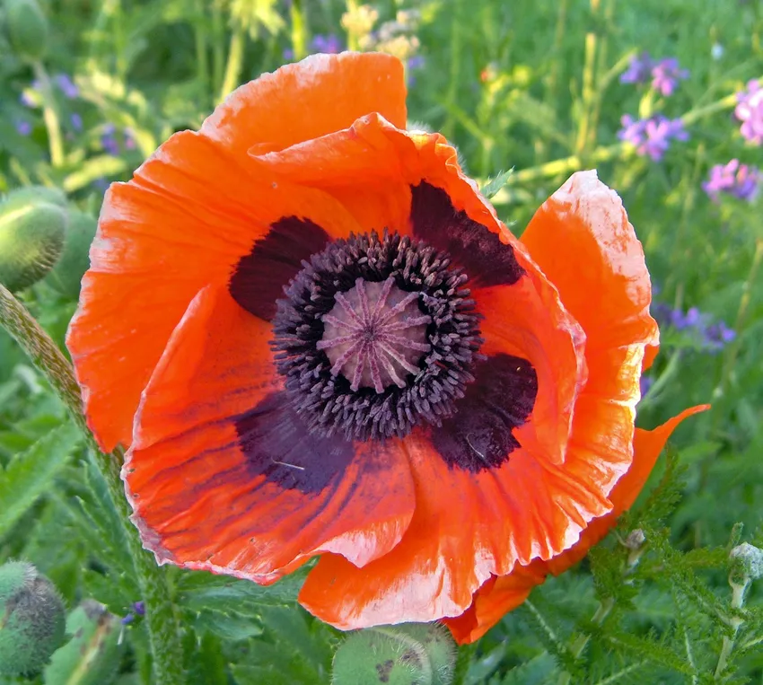 papaver orientale plant showing characteristic features