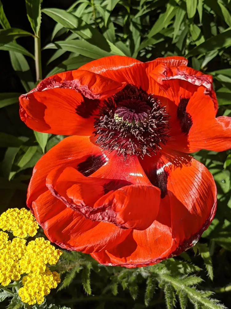 papaver orientale plant showing characteristic features