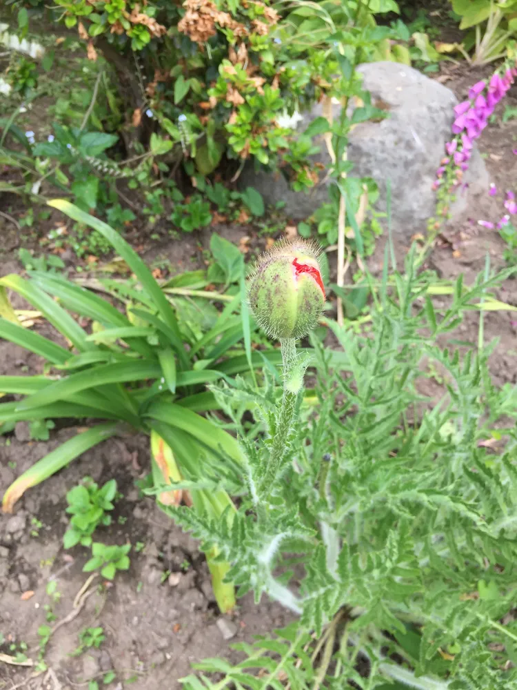 papaver orientale plant showing characteristic features