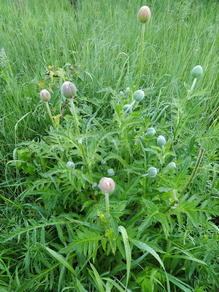 papaver orientale plant showing characteristic features