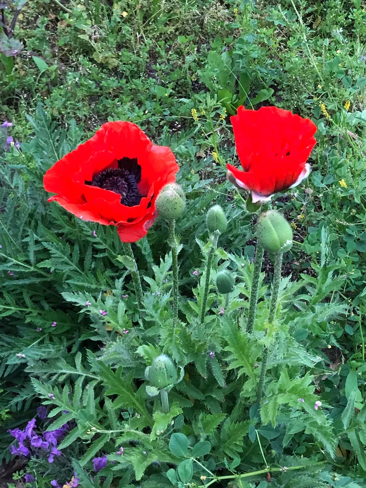 papaver orientale plant showing characteristic features