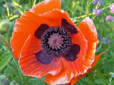 thumbnail papaver orientale