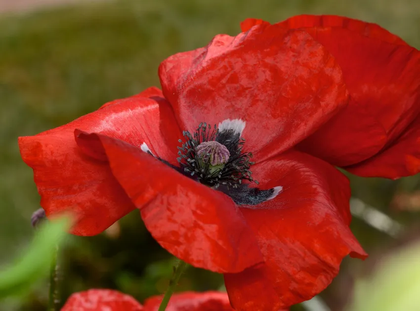 papaver rhoeas plant showing characteristic features