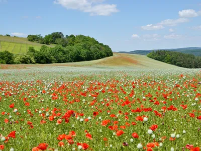 thumbnail papaver rhoeas