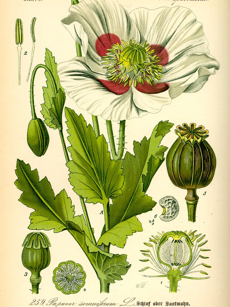 papaver somniferum plant showing characteristic features