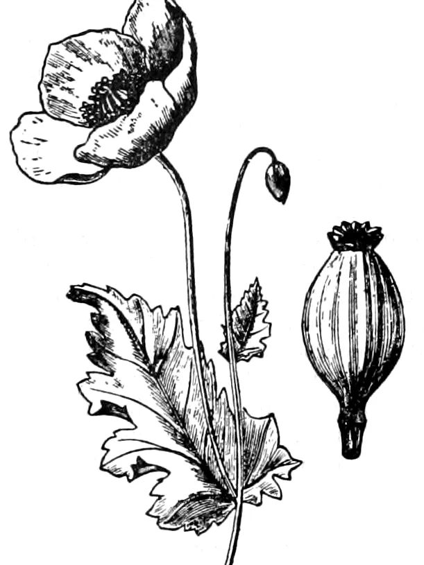 papaver somniferum plant showing characteristic features