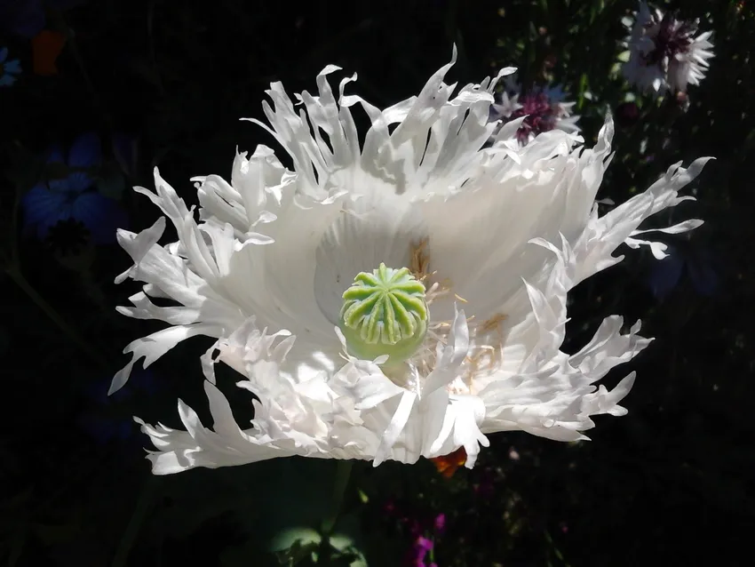 papaver somniferum plant showing characteristic features