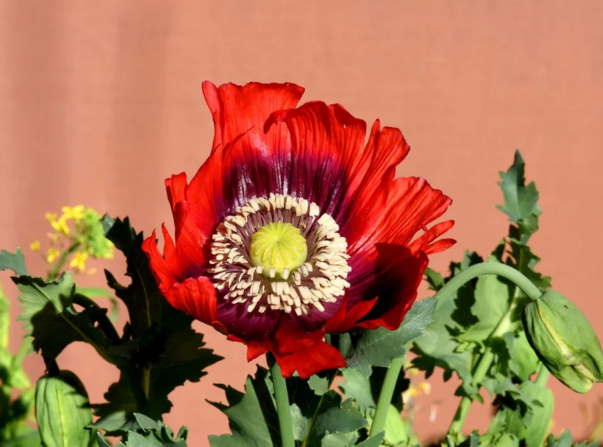 papaver somniferum plant showing characteristic features