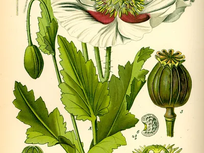 thumbnail papaver somniferum
