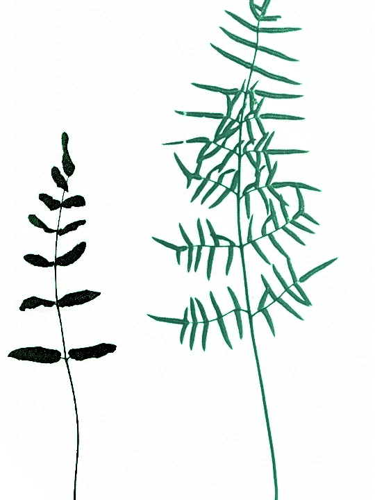 Plante pellaea atropurpurea montrant ses caractéristiques typiques