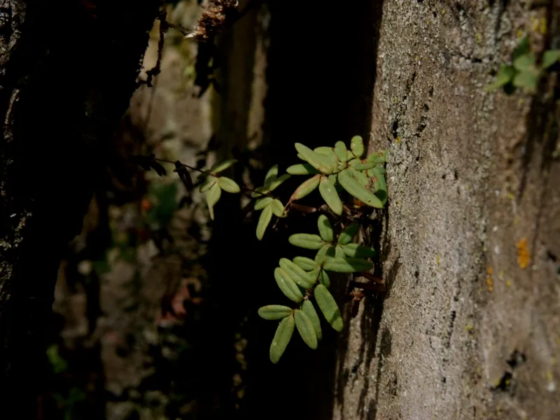 Plante pellaea atropurpurea montrant ses caractéristiques typiques