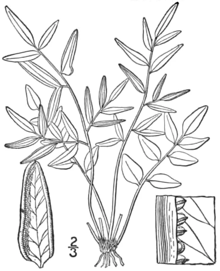 Plante pellaea atropurpurea montrant ses caractéristiques typiques
