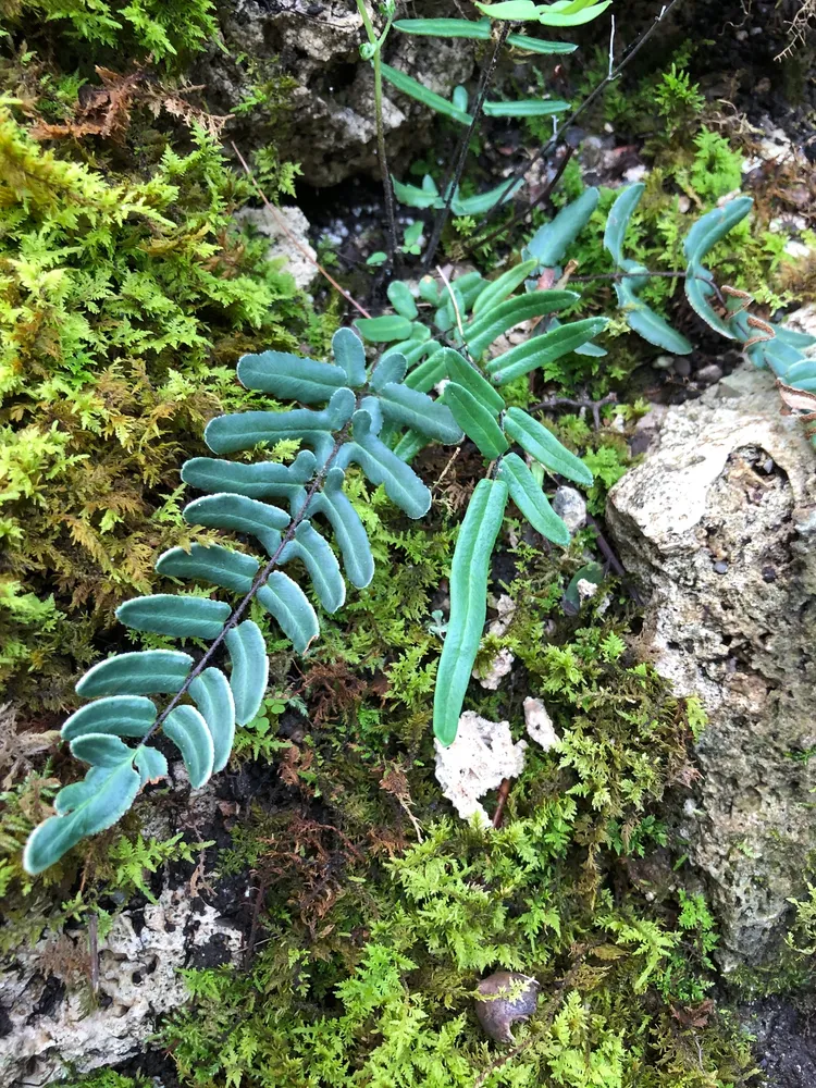 Plante pellaea atropurpurea montrant ses caractéristiques typiques