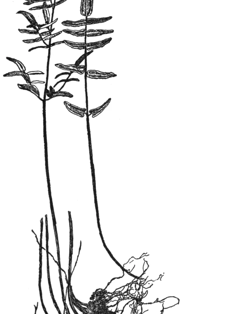 Plante pellaea atropurpurea montrant ses caractéristiques typiques